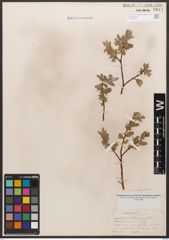 Salix californica Bebb